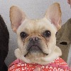 フレンチ・ブルドッグ：レクサスちゃん
